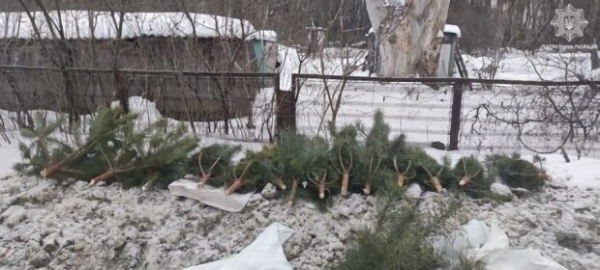Ущерб от поруба сосен на территории Басовского парка составил более 170 тысяч гривен Ущерб от поруба сосен на территории Басовского парка составил более 170 тысяч гривен