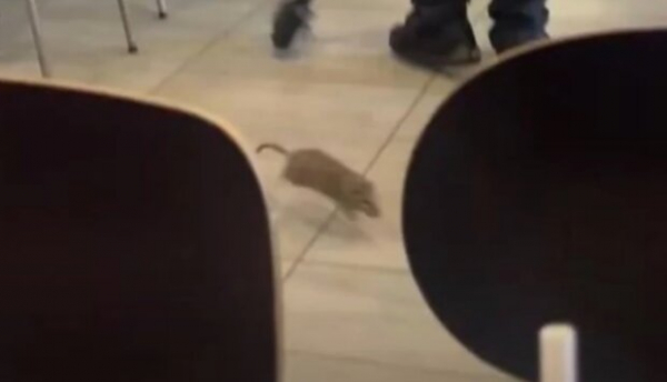 Молодая мама спокойно ела с ребенком в McDonald's, как вдруг на них выбежала крыса: все могло закончиться плачевно Молодая мама спокойно ела с ребенком в McDonald's, как вдруг на них выбежала крыса: все могло закончиться плачевно