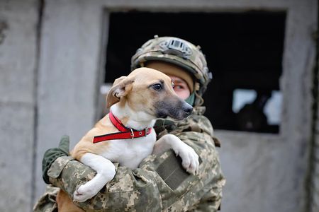 В Житомире военные помогают найти семью бездомным животным В Житомире военные помогают найти семью бездомным животным