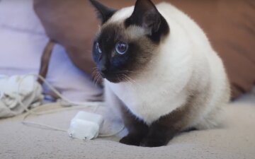 Как отучить кота лазить по шторам: простые способы, которые точно сработают Как отучить кота лазить по шторам: простые способы, которые точно сработают
