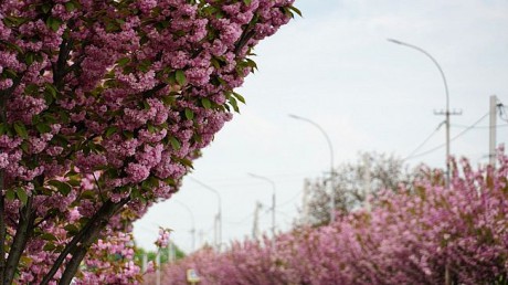 В Мукачево расцвела самая длинная аллея сакур на Закарпатье