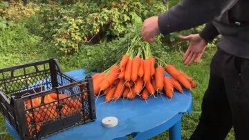Долежит до весны легко: как и где правильно хранить морковь в доме и квартире Долежит до весны легко: как и где правильно хранить морковь в доме и квартире