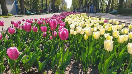 В центре Винницы зацвело 40 тысяч тюльпанов (фото) В центре Винницы зацвело 40 тысяч тюльпанов (фото)