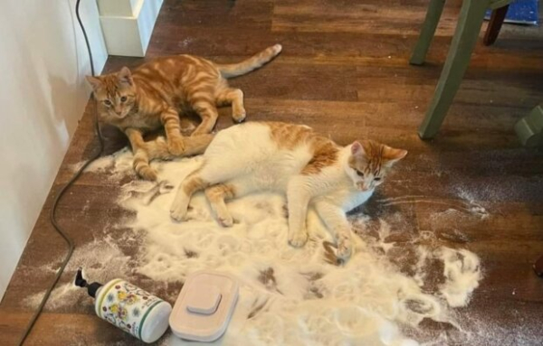 Такой умный, что скоро заговорит: коты могут выучить человеческие слова, удивительные факты Такой умный, что скоро заговорит: коты могут выучить человеческие слова, удивительные факты