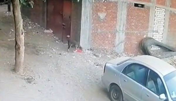 Бездомная кошка спасла малыша от пасти свирепого пса и стала звездой в сети