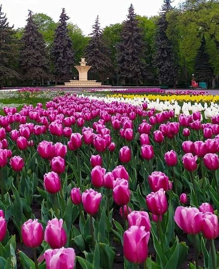 В центре Винницы зацвело 40 тысяч тюльпанов (фото) В центре Винницы зацвело 40 тысяч тюльпанов (фото)