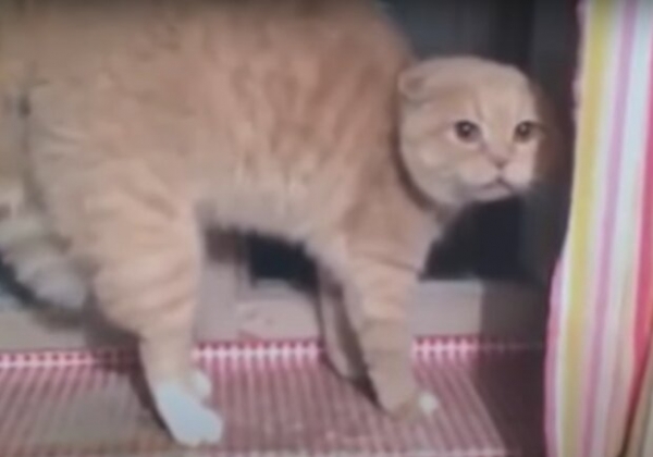 Кошка отправила на тот свет свою хозяйку: неожиданно стала агрессивной Кошка отправила на тот свет свою хозяйку: неожиданно стала агрессивной
