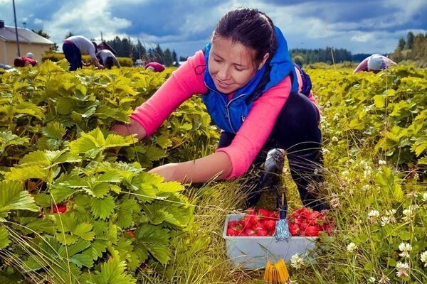 Финляндия заговорила о замене украинских заробитчан из-за позиции Киева
Финляндия заговорила о замене украинских заробитчан из-за позиции Киева
