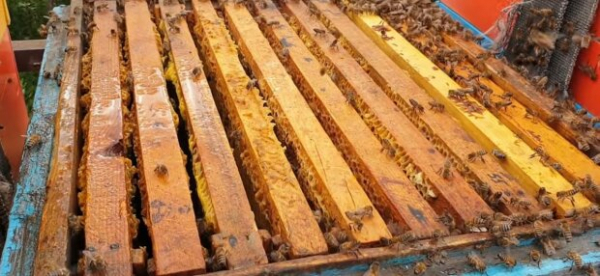 Жили в стене 35 лет: 450 тысяч пчел "атаковали" частный дом