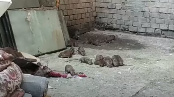 Армия крыс атаковала студенческое общежитие: сожрали даже старенькие кеды Армия крыс атаковала студенческое общежитие: сожрали даже старенькие кеды