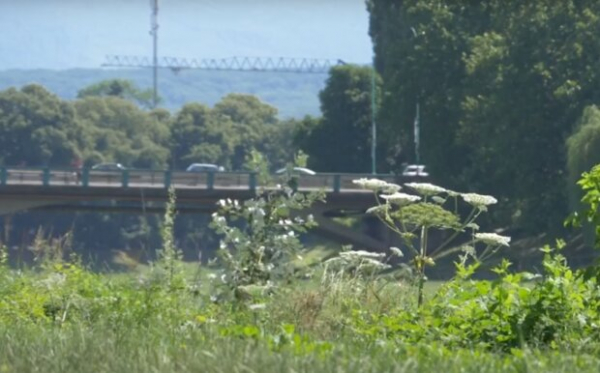 Два метра в высоту, опасность для людей и животных: поля и огороды украинцев заполонило ядовитое растение Два метра в высоту, опасность для людей и животных: поля и огороды украинцев заполонило ядовитое растение
