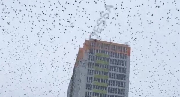 В Одессе нашествие скворцов, все небо в крапинку