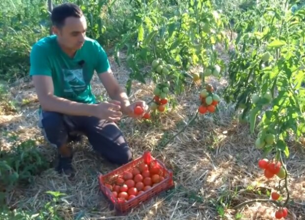 Спасаем помидоры от резкого похолодания: два очень хитрых способа Спасаем помидоры от резкого похолодания: два очень хитрых способа