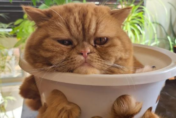Коты – это не просто пушистики, а почти жидкость: наука это подтвердила Коты – это не просто пушистики, а почти жидкость: наука это подтвердила