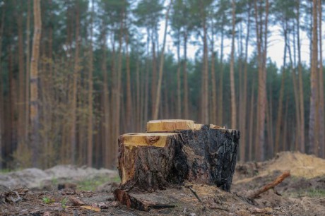 Шмыгаль завил о начале национальной инвентаризации лесов Шмыгаль завил о начале национальной инвентаризации лесов