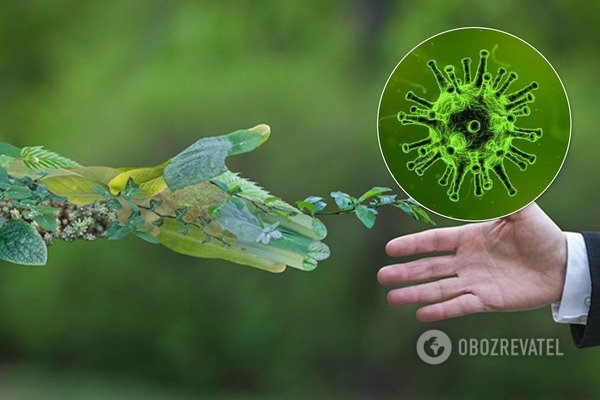 Можно ли заразиться коронавирусом через растения: врач пояснил опасность
Можно ли заразиться коронавирусом через растения: врач пояснил опасность