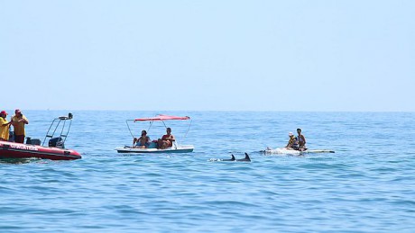 В Черном и Средиземном морях посчитали дельфинов В Черном и Средиземном морях посчитали дельфинов