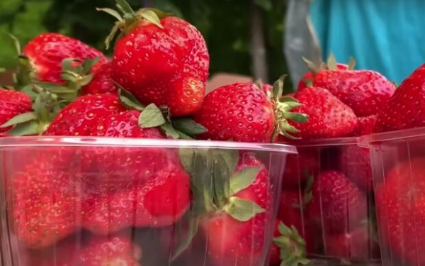 Сезон клубники не за горами: медики напомнили, кому опасно есть ягоду