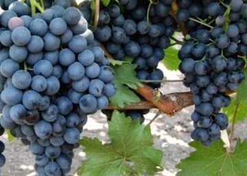 Не забудьте про виноград: 3 обязательные процецедуры для лиан осенью - будет плодоносить, как бешенный Не забудьте про виноград: 3 обязательные процецедуры для лиан осенью - будет плодоносить, как бешенный