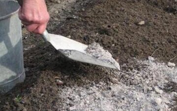 С чем ни в коем случае нельзя смешивать золу и как она влияет на почву, советы опытных огородников С чем ни в коем случае нельзя смешивать золу и как она влияет на почву, советы опытных огородников