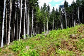 Украина снова разрешит вывозить лес-кругляк: Рада намерена принять решение по требованию ЕС
Украина снова разрешит вывозить лес-кругляк: Рада намерена принять решение по требованию ЕС