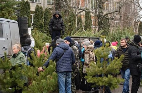 В Киеве взяли под охрану хвойные деревья, &ndash; КГГА