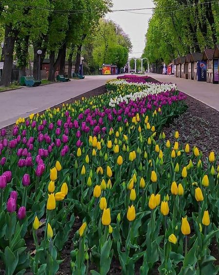В центре Винницы зацвело 40 тысяч тюльпанов (фото) В центре Винницы зацвело 40 тысяч тюльпанов (фото)
