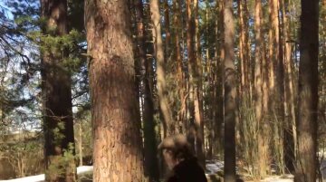 Скоро начнется хаос: из Китая завезли "пукающих клопов", которые уничтожают деревья Скоро начнется хаос: из Китая завезли "пукающих клопов", которые уничтожают деревья