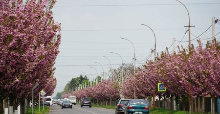 В Мукачево расцвела самая длинная аллея сакур на Закарпатье