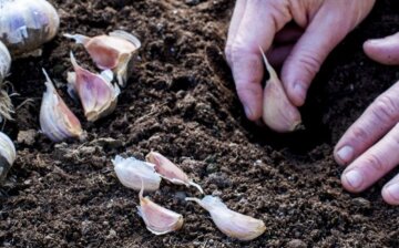 Продукты, которые изменяют запах твоего тела: что нужно знать Продукты, которые изменяют запах твоего тела: что нужно знать