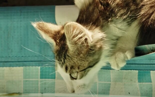 Неизвестная болезнь "косит" десятки кошек до летального исхода - о чем нужно знать Неизвестная болезнь "косит" десятки кошек до летального исхода - о чем нужно знать