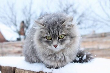 Как отучить кота лазить по шторам: простые способы, которые точно сработают Как отучить кота лазить по шторам: простые способы, которые точно сработают