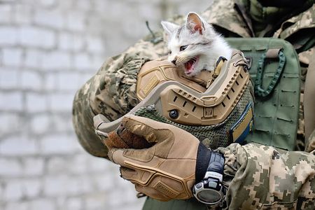 В Житомире военные помогают найти семью бездомным животным В Житомире военные помогают найти семью бездомным животным