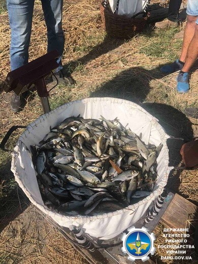 В Днепр выпустили более 9 тонн ценных видов рыбы В Днепр выпустили более 9 тонн ценных видов рыбы