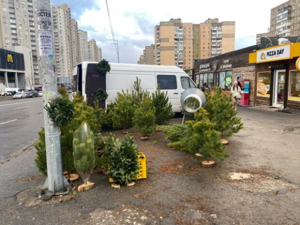 Не вздумайте выносить елку на мусорку, эксперты предлагают ее... съесть: "Думайте, как о розмарине" Не вздумайте выносить елку на мусорку, эксперты предлагают ее... съесть: "Думайте, как о розмарине"