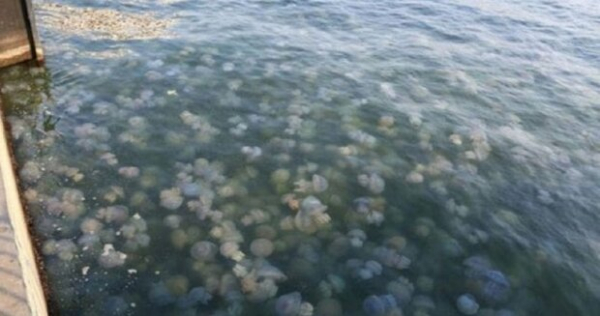 Полчища медуз на Азовском море вывозят экскаваторами, воняет безбожно: отдых испорчен Полчища медуз на Азовском море вывозят экскаваторами, воняет безбожно: отдых испорчен