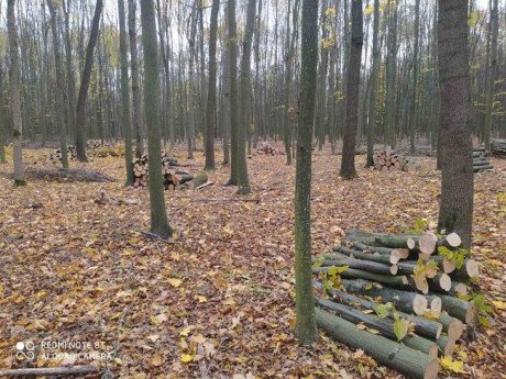В Винницкой области обвиняют мастера гослесхоза, который выторговал полмиллиона гривен на древесине