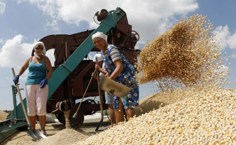 В Украине уже собрано 36,7 миллиона тонн зерна В Украине уже собрано 36,7 миллиона тонн зерна