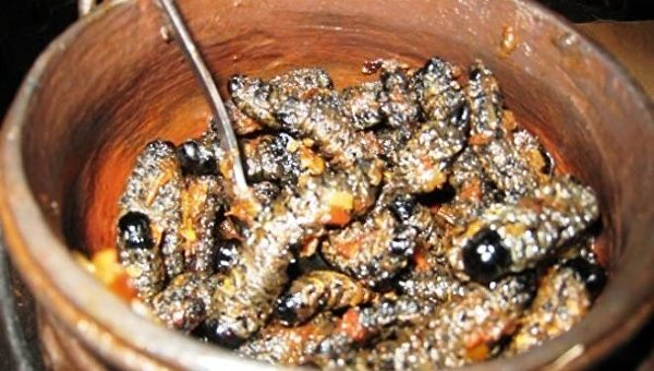 Гнилая кукуруза, котлеты из мошек и мороженое из человеческого молока: семь мерзких блюд мира Гнилая кукуруза, котлеты из мошек и мороженое из человеческого молока: семь мерзких блюд мира