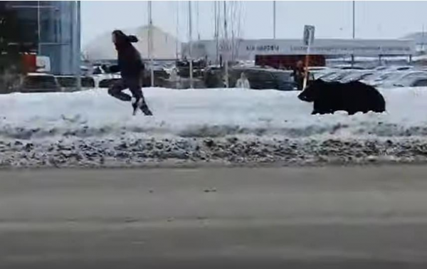 Медведь в городе гонялся за прохожим Медведь в городе гонялся за прохожим
