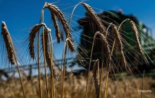 Минэкономики снизило прогноз урожая зерновых Минэкономики снизило прогноз урожая зерновых