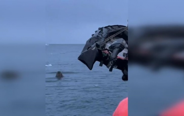 Морж продырявил лодку российских туристов Морж продырявил лодку российских туристов