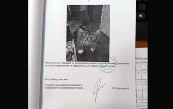 "Пояснить ничего не смог": в РФ "свидетелем" по уголовному делу стал кот "Пояснить ничего не смог": в РФ "свидетелем" по уголовному делу стал кот