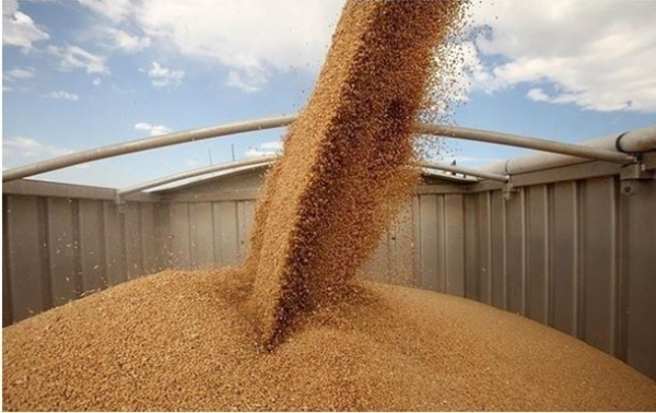 РФ продала зерна с оккупированных территорий на $6 млрд - СМИ РФ продала зерна с оккупированных территорий на $6 млрд - СМИ