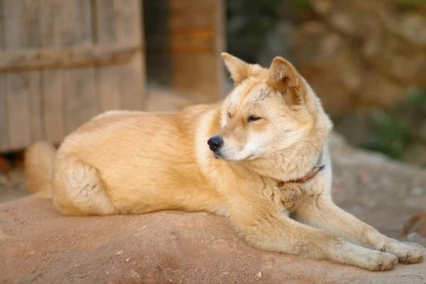 Российских солдат кормят собачиной из КНДР