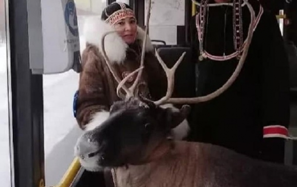 В Норильске женщина с оленем ехала в автобусе В Норильске женщина с оленем ехала в автобусе