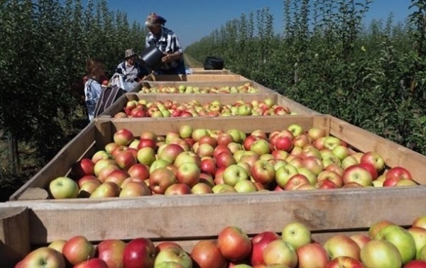 В Украине обвалилось производство сельхозпродукции